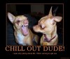 chill-out-dude-dog-demotivational-poster-1240177597.jpg