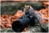 a.aaa-camera-squirrel.jpg
