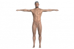 127_male_character_with_penis_3d_model_c4d_max_obj_fbx_ma_lwo_3ds_3dm_stl_3455841_o-removebg-p...png