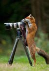 FoxasaPhotographer.jpg