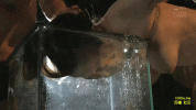 water bdsmlr-44436-4Xa2ysIfEx.gif