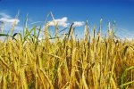 depositphotos_1084112-stock-photo-rye-field.jpg