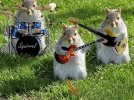 squirrel-band1_3601277.jpg