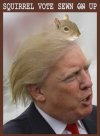 trump squirel.jpg