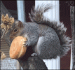 squirel81.gif