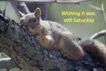 Monday squirrel.jpg