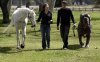 huge-bull-mastiff-big-as-horse.jpg