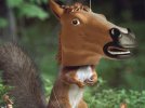 horse_squirrel1.jpg