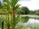 Symphony_Lake,_Singapore_Botanic_Gardens_-_20041025.jpg