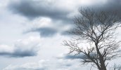 tree-cloudy-sky.jpg