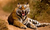 Tiger Bengal Tiger 5081.jpg