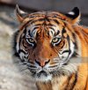 Tiger gettyimages-158687165-1024x1024.jpg