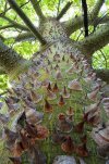 silk floss tree - South America.jpg