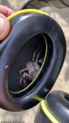 Perth-Horrifying-moment-man-finds-a-huge-huntsman-spider-hiding-576x1024.jpg