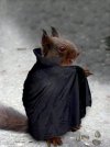 Dracula Squirrel.jpg