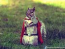 ThorSquirrel.jpg