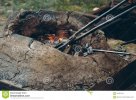 horno-medieval-con-las-pinzas-del-hierro-y-los-carbones-ardientes-en-fragua-125031161.jpg