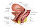 60-female-genital-system-asklepios-medical-atlas.jpg