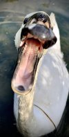 swan tongue.jpg