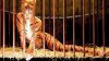Tiger in cage body painting_2.jpg