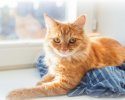 Ginger-Cat-640x514.jpg