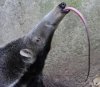 anteater.jpg