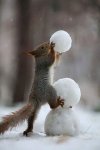 squirell-snowsquirell.jpg