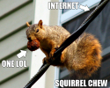 squirel72.png