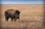 Tallgrass-Prairie-National-Preserve-in-Chase-County.jpg