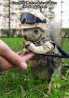 squirrel-soldier.jpg