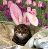Easter-Kitty.jpg