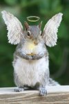 squirrel angel.jpg