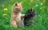 cats-wallpaper-with-two-cats-in-the-grass-cats-wallpapers.jpg