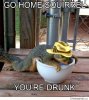 drunksquirrel.jpg