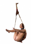 holly hanging.png