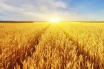 wheat-field-harvest_RYZHKOV-OLEKSANDR---STOCK.ADOBE.COM_e.jpg