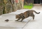 cat-hunting-mouse_Stefan_Sutka-Shutterstock.jpg