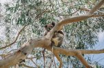 sleeping-koala-in-a-gumtree-austockphoto-000011179.jpg