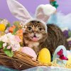Easter-Cat.jpg