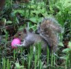 Easter-Squirrel.jpg