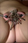 insex shonta pussy spider.jpg
