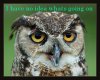Funny-Cute-Owls-31.jpg