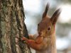 Squirrel-with-acorn.jpg