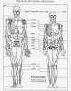 male and female skeleton[8].jpg