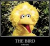 big-bird-is-the-word.jpg