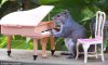 squirrelonpiano.jpg