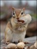 1205881769_squirrel_with_nuts.jpg