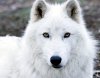 wite wolf.jpg