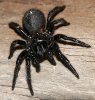 australian-spiders-funnelweb1.jpg