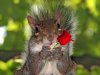 squirrel1-flower.jpg